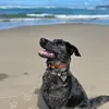 seanmadigan85 - @seansinks - TikTok