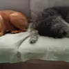 Sean Iversen - @sean.iversen - TikTok