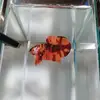 Sean Jericho - @seanbetta - TikTok