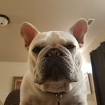 Sean Kibbee - @frenchie_fried_taters_mmhmmm - Instagram