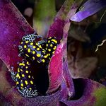 Sean kidd - @dartfrog_kidd - Instagram