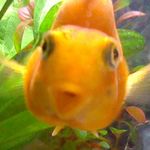 Sean Kinder - @billthefatorangefish - Instagram