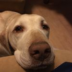 Sean Kline - @leoklinelouie - Instagram