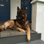 Sean Koenig - @skoalnig - Instagram