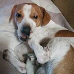 Sean Laing - @laingsean - Instagram