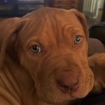 Sean Ogre Laskey - @sean_l_ogre - Instagram