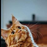 Sean Levine Sabili - @seangaming2022 - Instagram