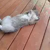 seanmalmstrom - @mikesean.malmstro - TikTok