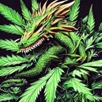 Sean Malott - @dragonking0007 - Instagram