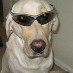 Sean Marney - @dogrockatansky - Instagram