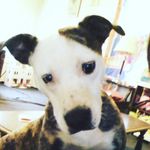 Sean McAdams - @jk_sean_jk - Instagram