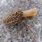 Sean McAdams - @mcadams2267 - Instagram