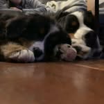 Sean McMurray - @bentley_and_dublin_berners - Instagram