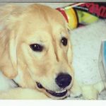 Sean Melton - @yellowdog2001 - Instagram
