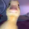 Sean Melton - @seanmelton289 - TikTok