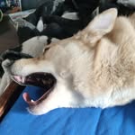 Sean Neumann - @seandesd - Instagram
