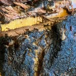 Sean Neumann - @losfelizbbq - Instagram