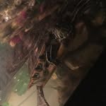 Sean Nies - @niessean - Instagram