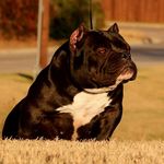 sean petro - @cantgetright15 - Instagram