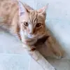Sean Phayre-Leung - @sean.phayreleung - TikTok