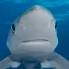 seanphilbrook361 - @seanphilbrook361 - TikTok
