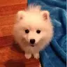 Sean Pinto - @seanpintox - TikTok