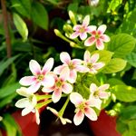 Sean Pinto - @plantstfirst - Instagram