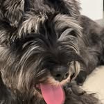Sean Rayner - @combi_man - Instagram
