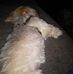 Sean Schaeffer - Facebook