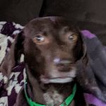 lucy_dog_sean_shuster - @llucy_dog_sean_shuster - Instagram