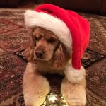 Sean Slocum - @sean_s_the_sheep - Instagram