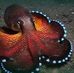 Seann Speray - Facebook