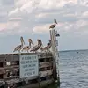 Rick dicky - @sean.tansley - TikTok