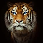 Sean Tiger - @balluptiger - Instagram
