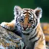 seantiger - @seantiger - TikTok