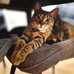 @tiger_sean_the_cat - Instagram