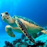 Sean Vess - @fallenblueturtle - Instagram
