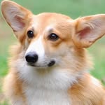 Sean/Zack - @corgi_poptart - Instagram