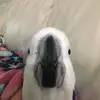 Sebastian bird - @user2069556395819 - TikTok