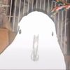 Sebastian bird - @sebastian.birdi - TikTok
