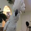 sebastianbird - @sebastianbird51 - TikTok