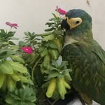 @sebastianbirds - Instagram