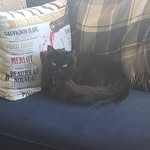 Sebastian Maxwell - @sebastian_the_fluffy_black_cat - Instagram