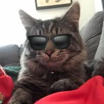 Sebastian Roe - @fluffyssebastian - Instagram