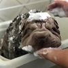 Sebastian Sharpei - @sebastiansharpei - TikTok