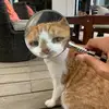 sebastiansinclair_ - @sebastiansinclair_ - TikTok