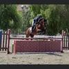 Sebastian Stables - @sebastianstables - TikTok