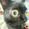 SebastiansTable - @sebastianstable - TikTok