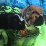 Sebastian & Stuart - @stuart.sebastian.theguineas - Instagram