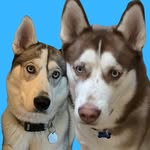 Avery & Ellie the Siberian huskies - @averythehusky_ - Instagram